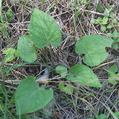 Viola collina