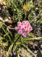 Lachnospermum umbellatum