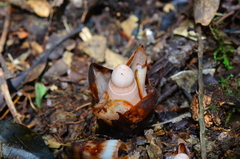 Mitrastemon yamamotoi