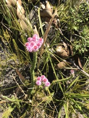 Lachnospermum umbellatum