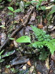 Bothrops taeniatus