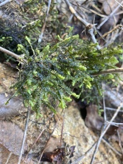 Forsstroemia trichomitria