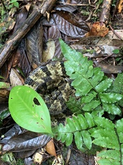 Bothrops taeniatus