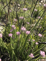 Lachnospermum umbellatum