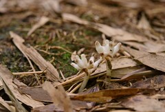 Burmannia championii