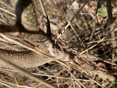 Lycorma delicatula