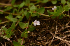 Torenia anagallis