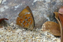 Taxila haquinus