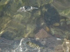 Sphoeroides testudineus