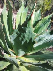 Agave bovicornuta