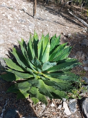 Agave bovicornuta