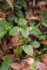 Torenia polygonoides