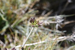 Chaerophyllum eriopodum