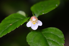Torenia polygonoides