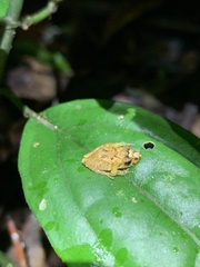 Pristimantis trachyblepharis