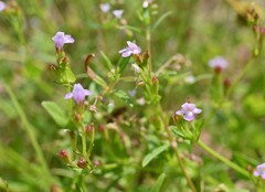 Torenia kinmenensis