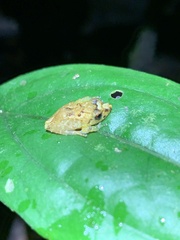 Pristimantis trachyblepharis