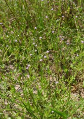 Torenia kinmenensis