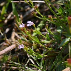 Torenia kinmenensis