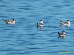 Leucophaeus atricilla