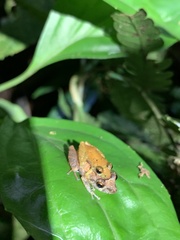Pristimantis trachyblepharis