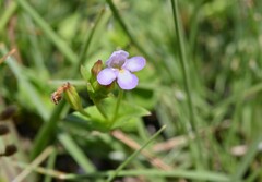 Torenia kinmenensis