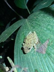Pristimantis rubicundus