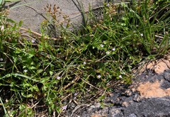 Torenia kinmenensis
