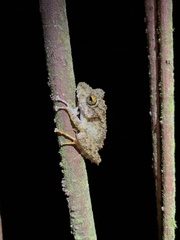 Pristimantis rubicundus