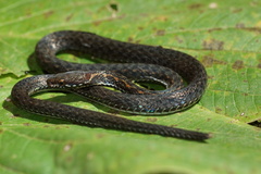 Hebius inas