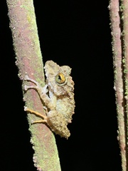 Pristimantis rubicundus
