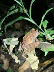 Pristimantis rubicundus