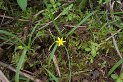 Hypoxis aurea