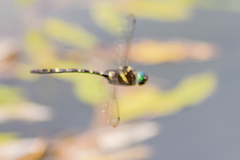 Macromia