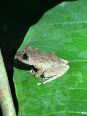 Pristimantis diadematus