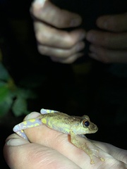 Pristimantis diadematus
