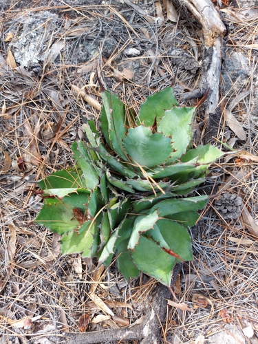 Agave bovicornuta (Agave bovicornuta)