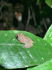 Pristimantis diadematus
