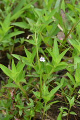 Torenia anagallis