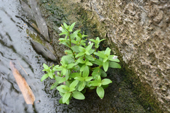 Lindernia procumbens