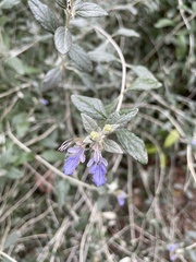 Teucrium fruticans