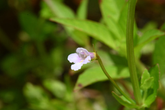 Torenia anagallis