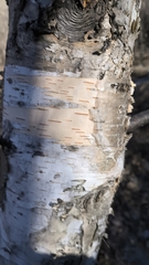 Betula platyphylla