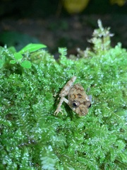 Pristimantis prolatus