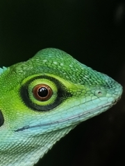 Bronchocela cristatella