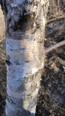 Betula platyphylla
