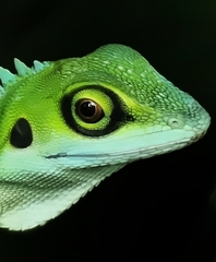 Bronchocela cristatella