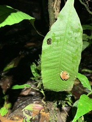 Pristimantis trachyblepharis