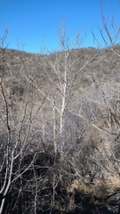 Betula platyphylla