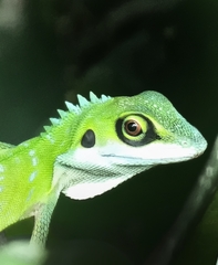 Bronchocela cristatella